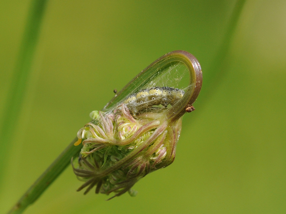 Piccolo bruco da identificare